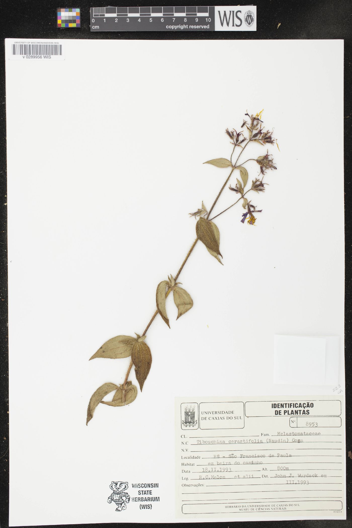 Chaetogastra cerastifolia image