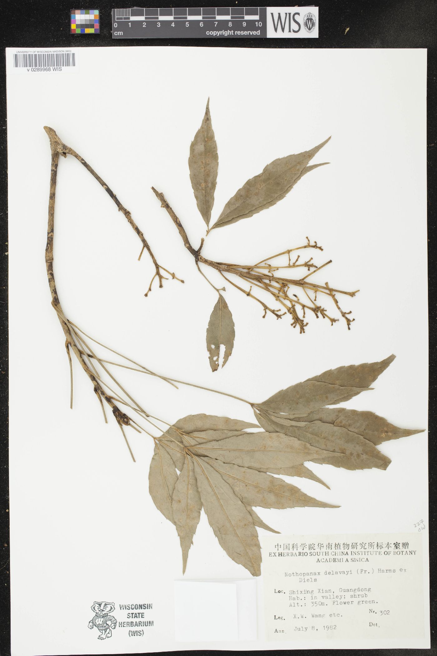 Metapanax image