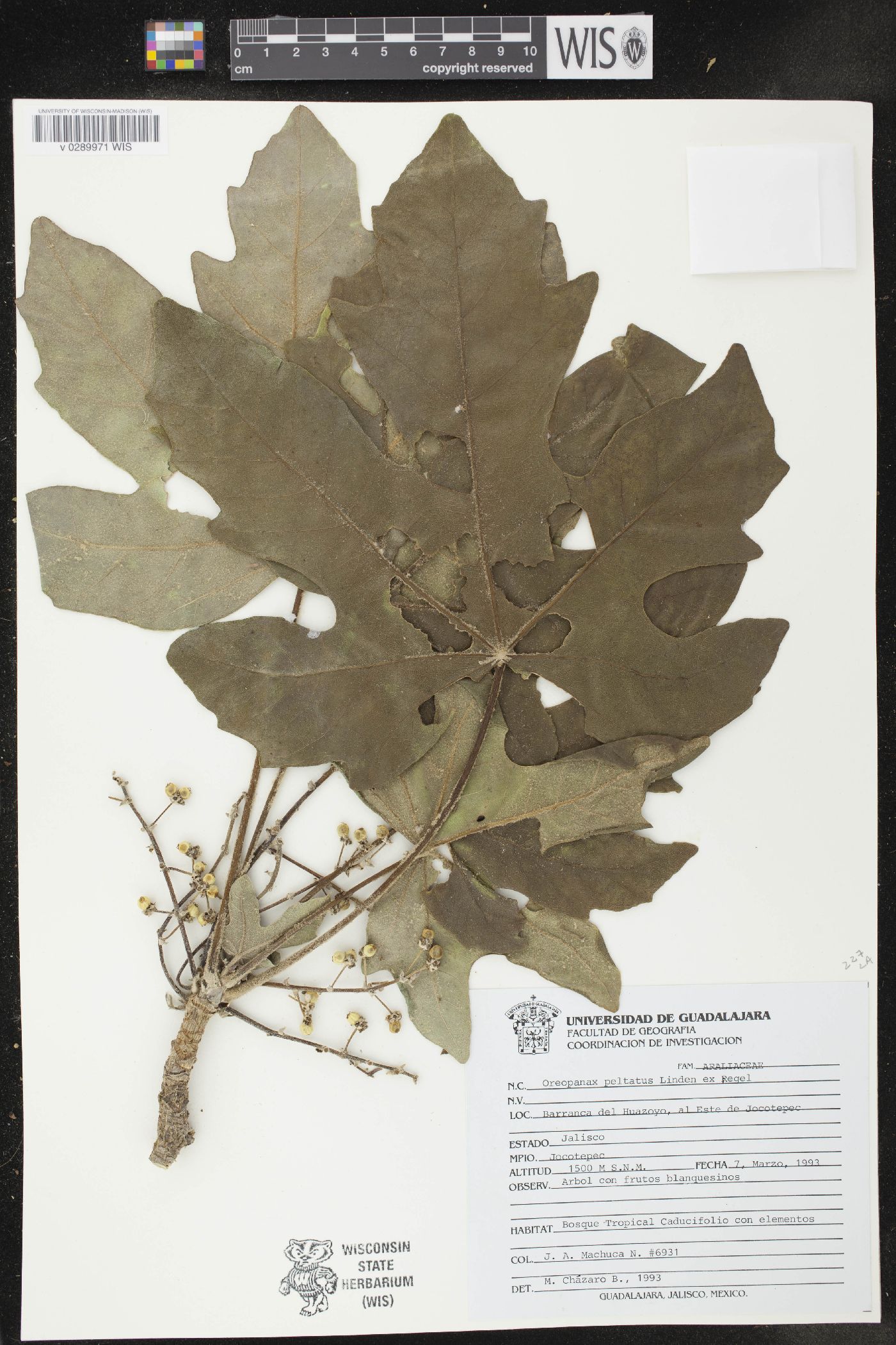 Oreopanax peltatus image
