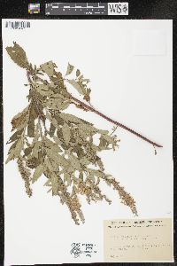 Teucrium canadense var. occidentale image