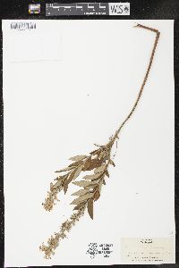 Teucrium nashii image