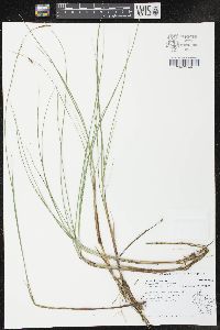 Carex limosa image