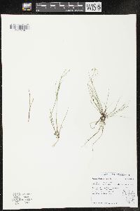 Juncus pelocarpus image