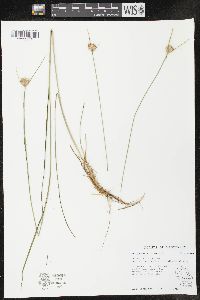 Eriophorum virginicum image