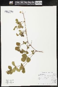 Rubus hispidus image