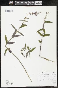 Scutellaria galericulata image