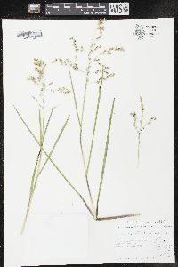 Glyceria canadensis image