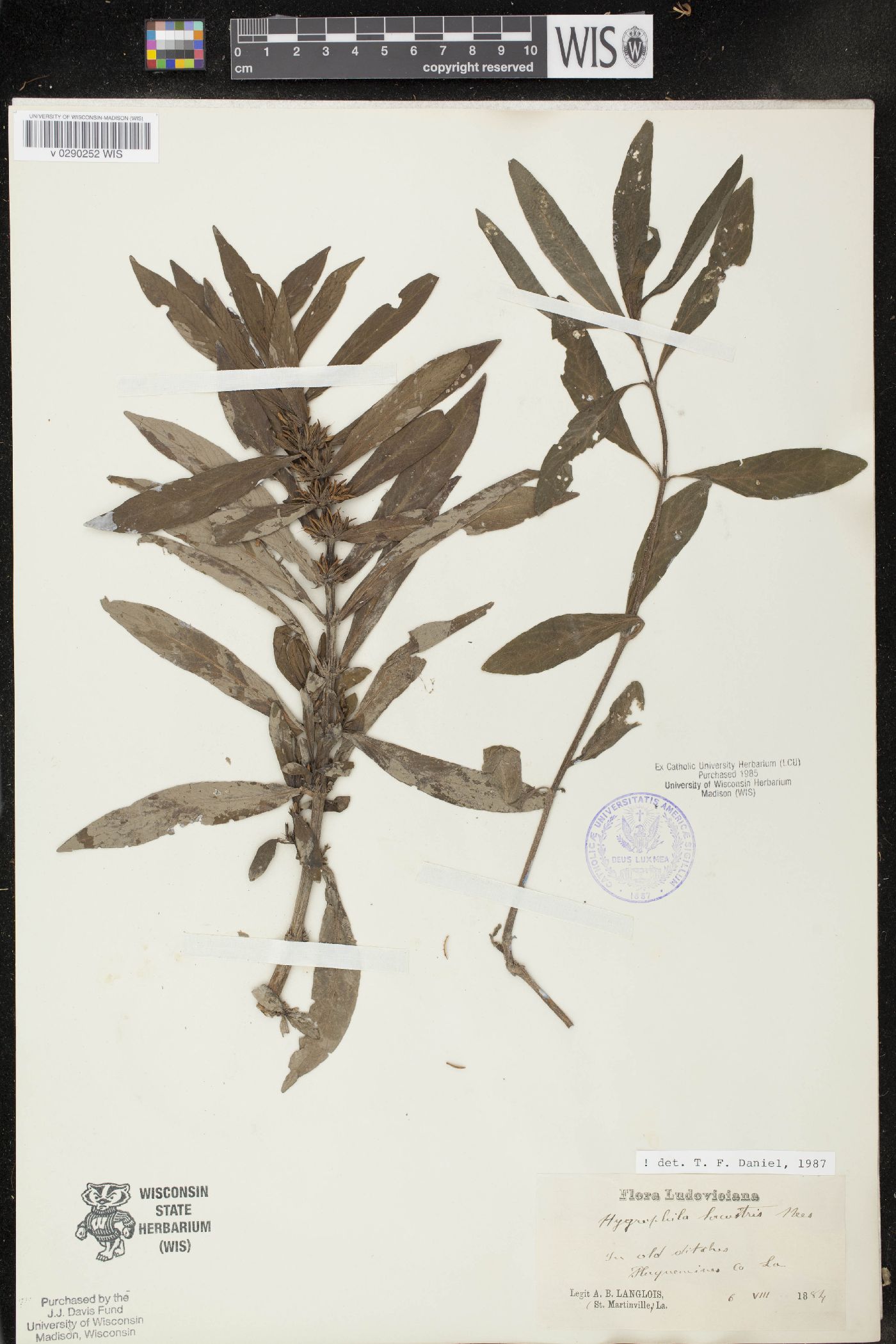 Hygrophila lacustris image