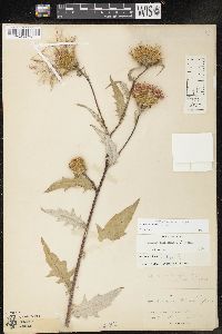 Cirsium altissimum image