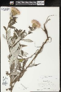 Cirsium altissimum image