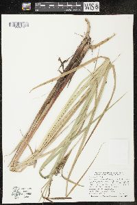 Carex lacustris image