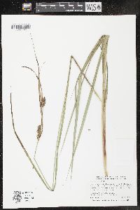 Carex lacustris image