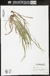 Carex leptonervia image