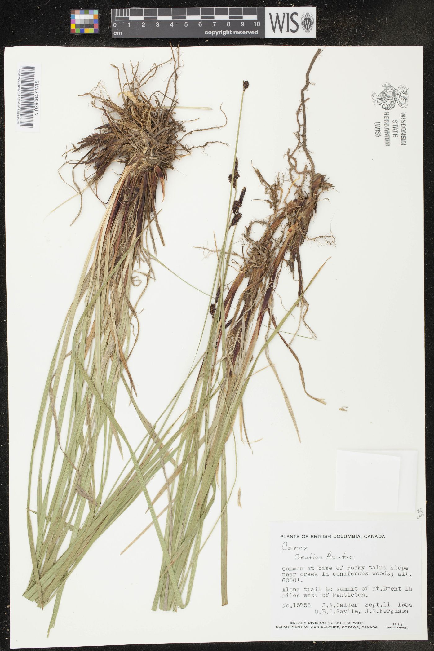 Carex acuta image
