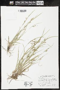 Carex aurea image