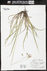 Carex castanea image