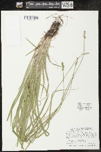 Carex cephaloidea image