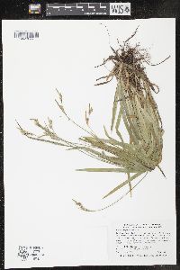 Carex hirtifolia image