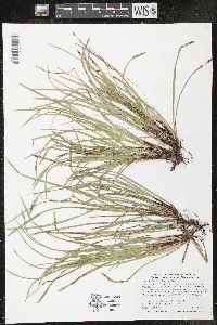 Carex pedunculata image