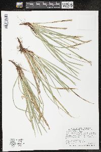 Carex pedunculata image