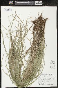 Carex sprengelii image