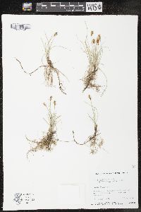 Carex duriuscula image