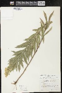 Solidago canadensis var. gilvocanescens image