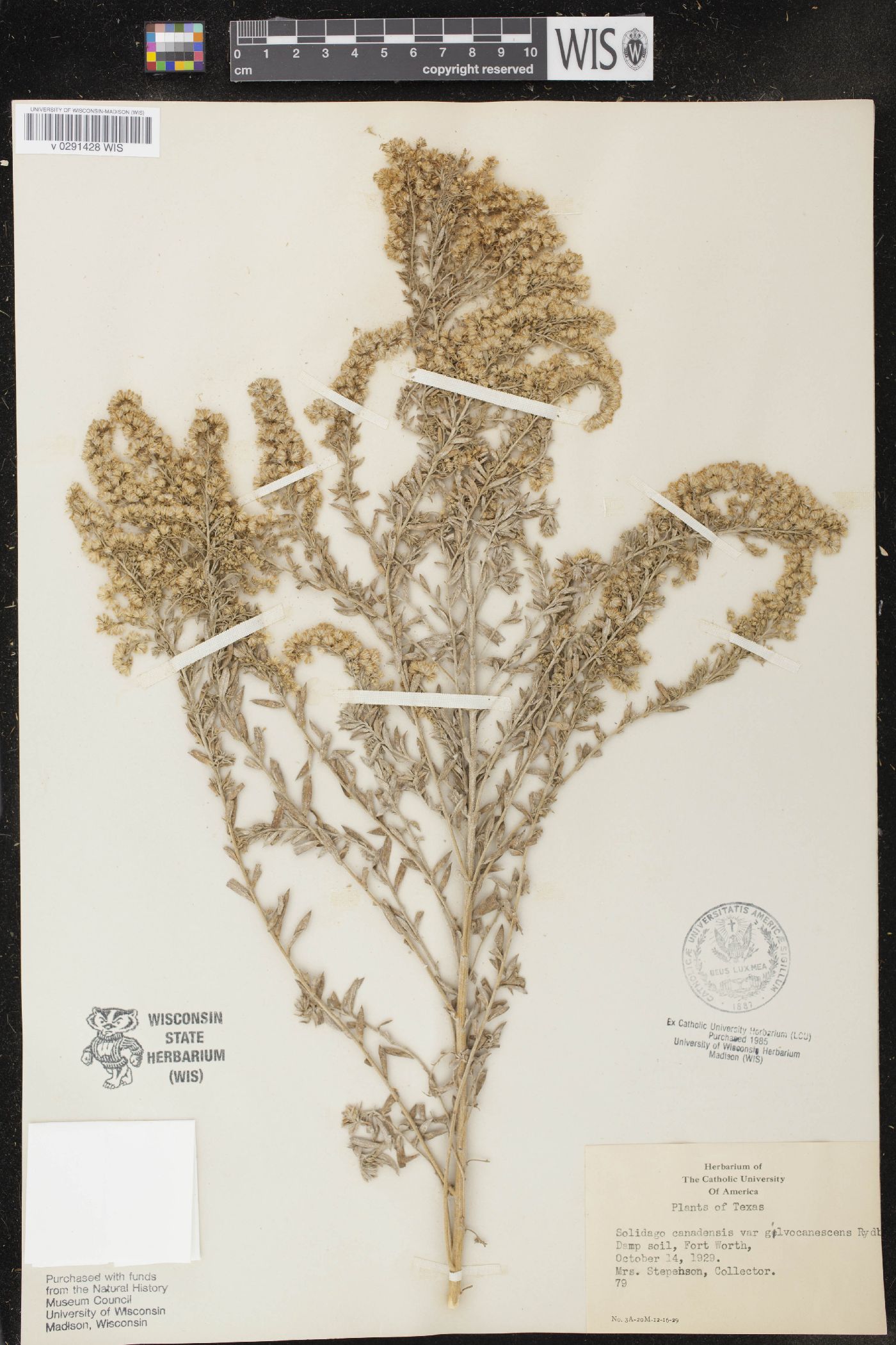 Solidago canadensis var. gilvocanescens image