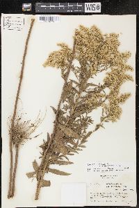 Solidago canadensis var. gilvocanescens image