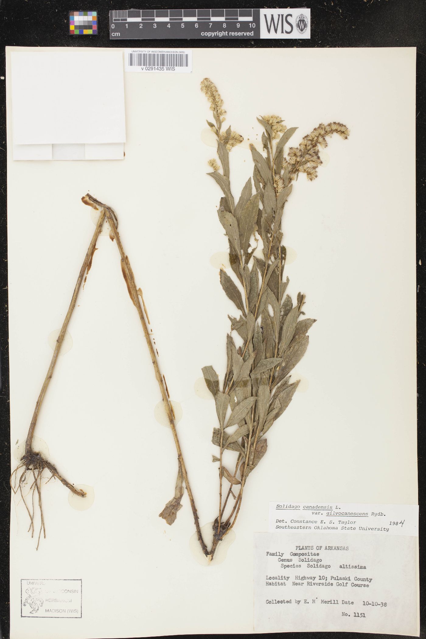 Solidago canadensis var. gilvocanescens image