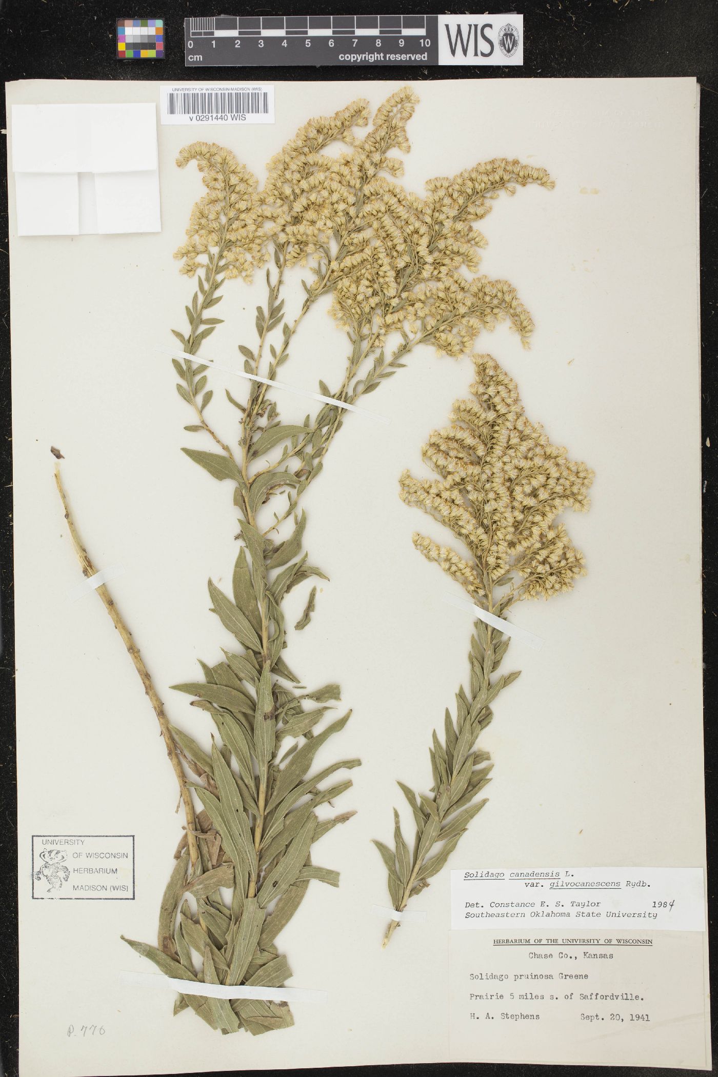 Solidago canadensis var. gilvocanescens image