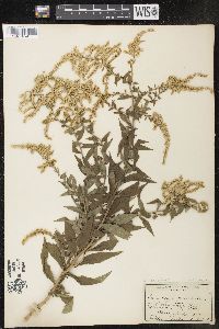 Solidago canadensis var. gilvocanescens image