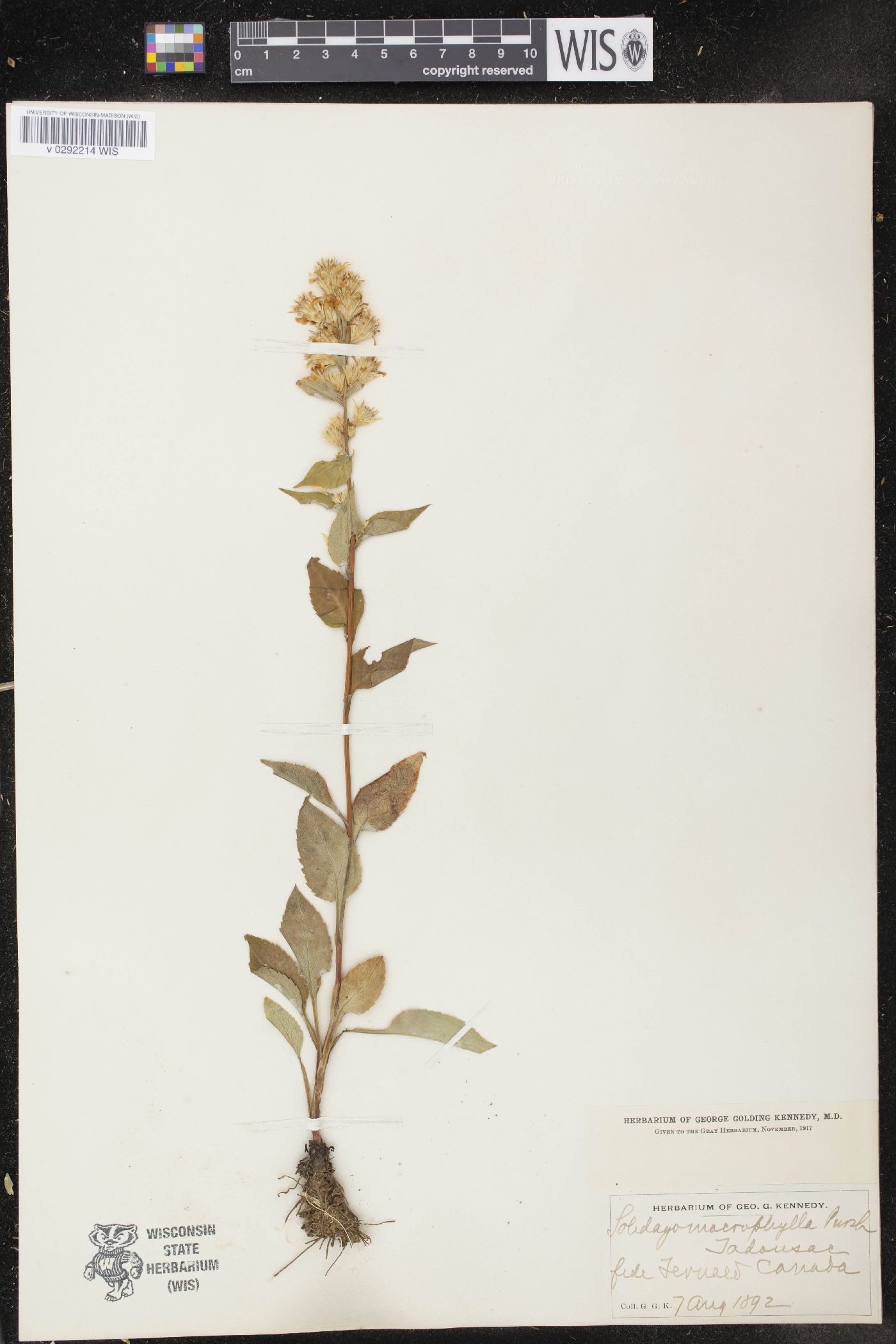 Solidago macrophylla image