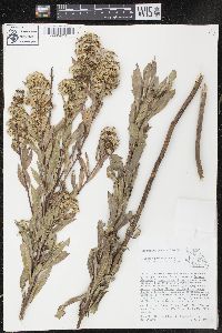 Solidago petiolaris image