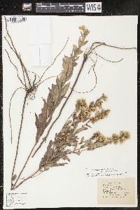 Solidago petiolaris image