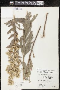 Solidago petiolaris image