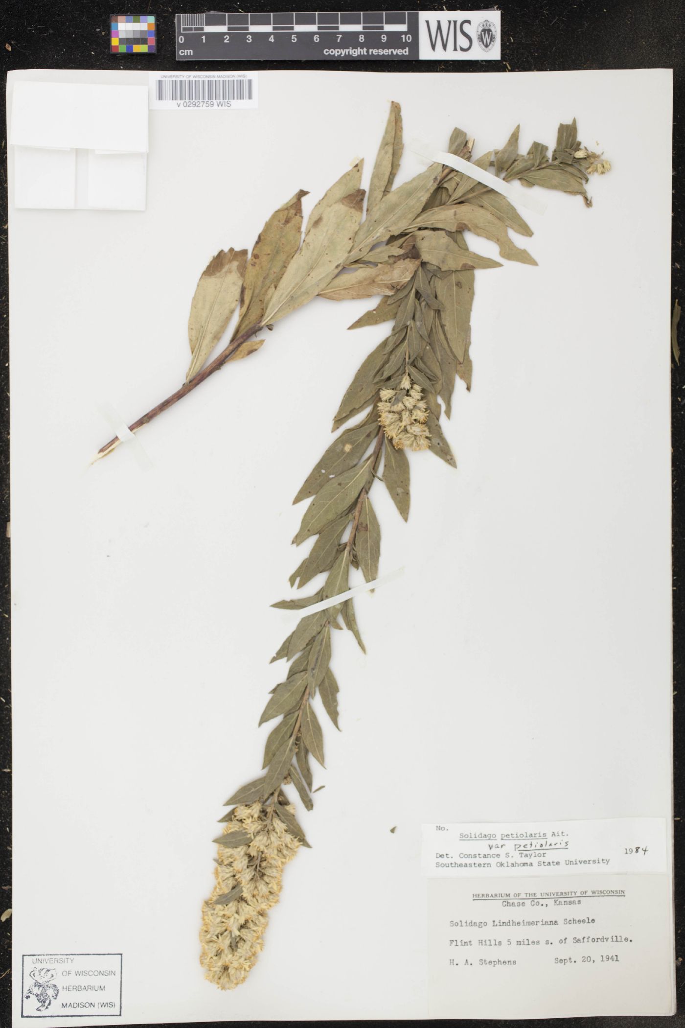 Solidago petiolaris image