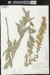 Solidago petiolaris image