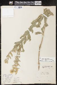 Solidago petiolaris image