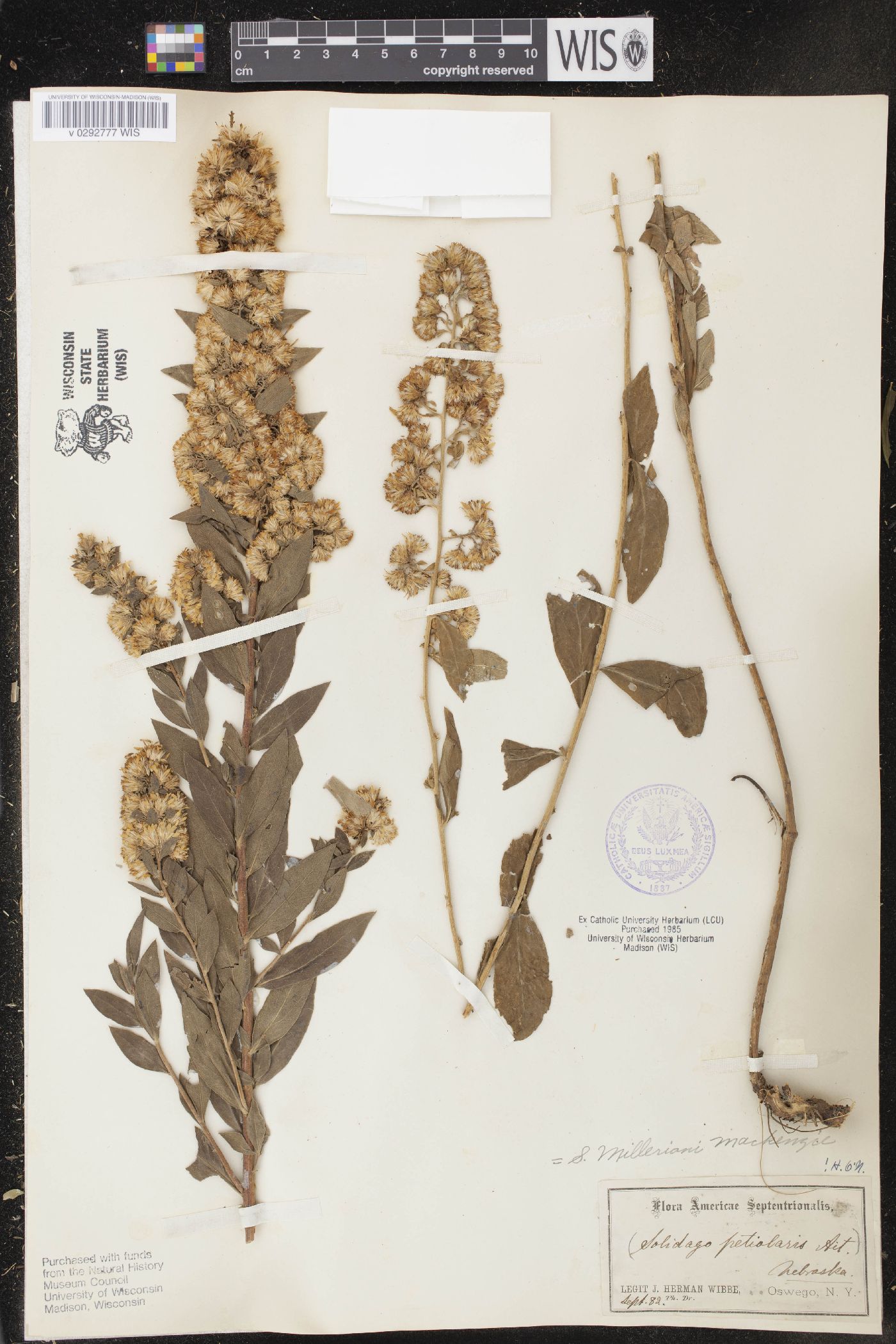 Solidago milleriana image