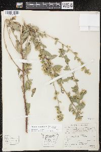 Solidago petiolaris image