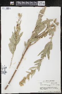 Solidago petiolaris image