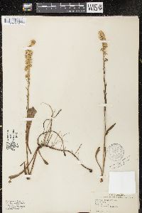 Solidago sempervirens image