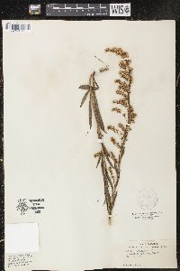 Solidago sempervirens image