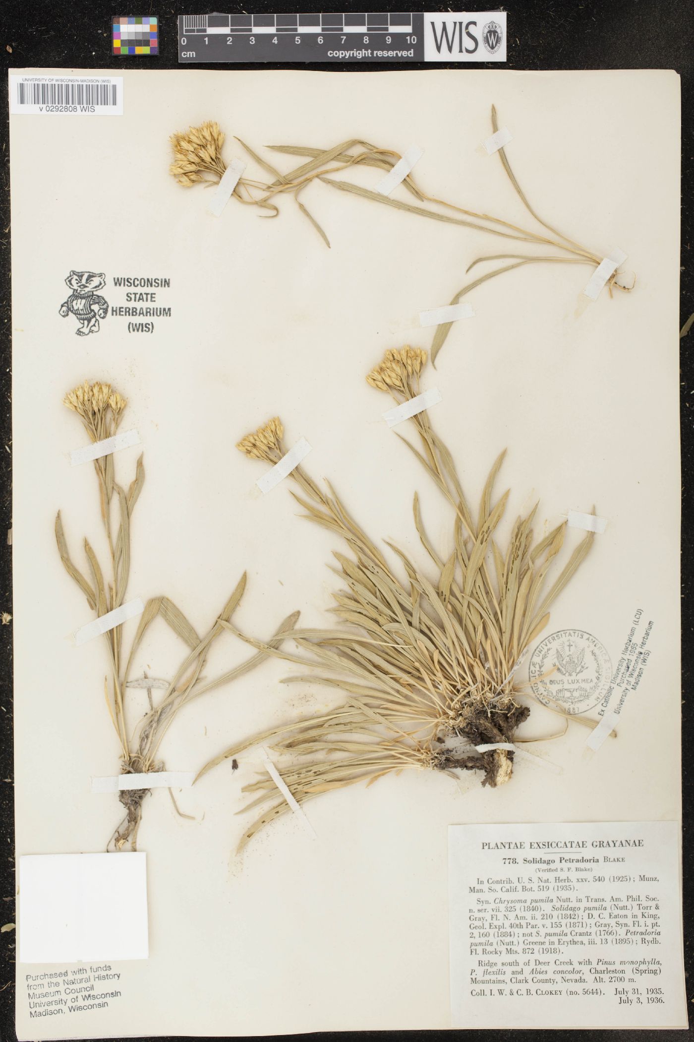 Petradoria pumila subsp. pumila image