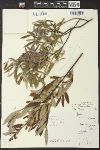 Salix petiolaris image