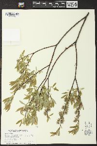 Salix petiolaris image