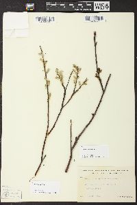 Salix planifolia image