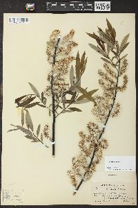 Salix petiolaris image