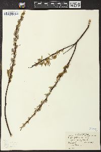 Salix petiolaris image